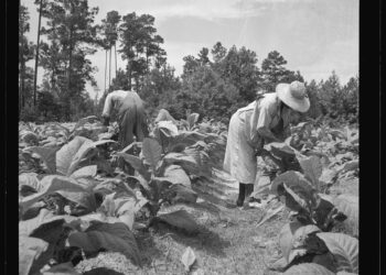 Agricultores trabajando en un campo de tabaco en Carolina del Norte