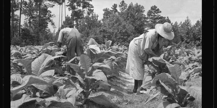 Agricultores trabajando en un campo de tabaco en Carolina del Norte