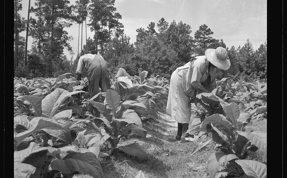 Agricultores trabajando en un campo de tabaco en Carolina del Norte