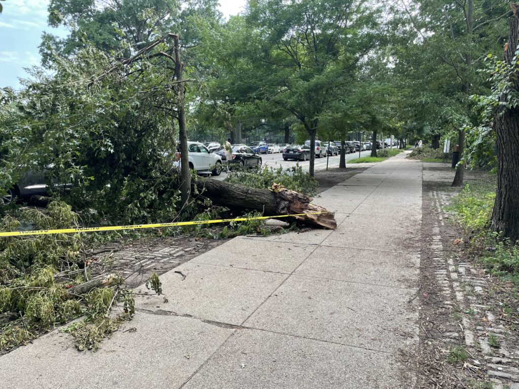 Un árbol derribado sobre la calle tras una tormenta con vientos fuertes