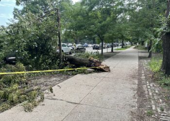 Un árbol derribado sobre la calle tras una tormenta con vientos fuertes
