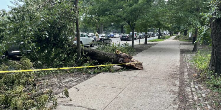 Un árbol derribado sobre la calle tras una tormenta con vientos fuertes