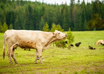 Reses de ganado pastando en un rancho
