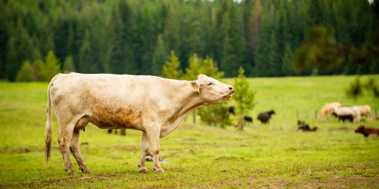 Reses de ganado pastando en un rancho