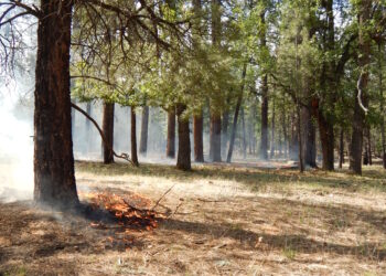 Llamas de un incendio forestal avanzando entre árboles de un bosque