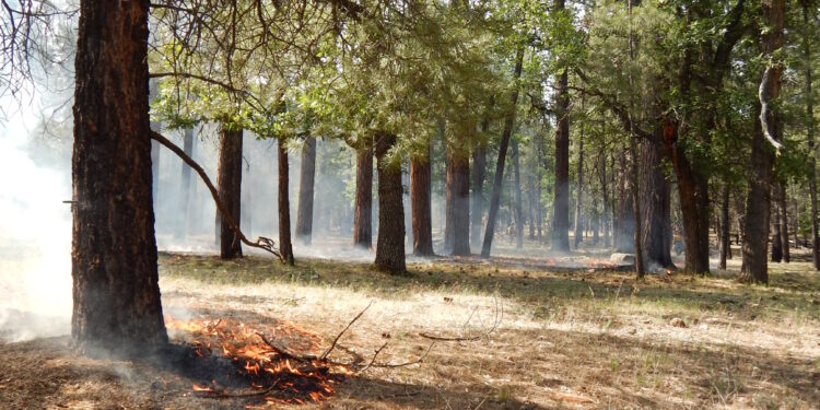 Llamas de un incendio forestal avanzando entre árboles de un bosque