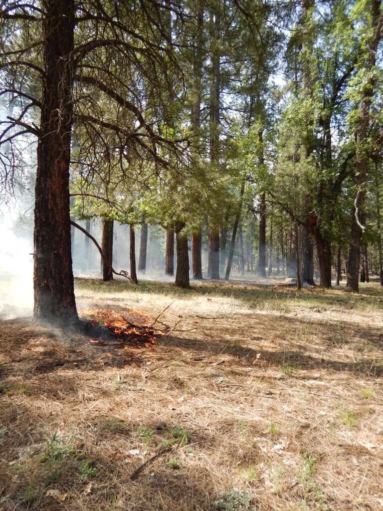 Llamas de un incendio forestal avanzando entre árboles de un bosque