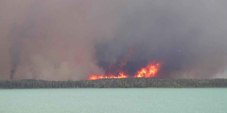 Grandes llamas de un incendio forestal entre la vegetación seca