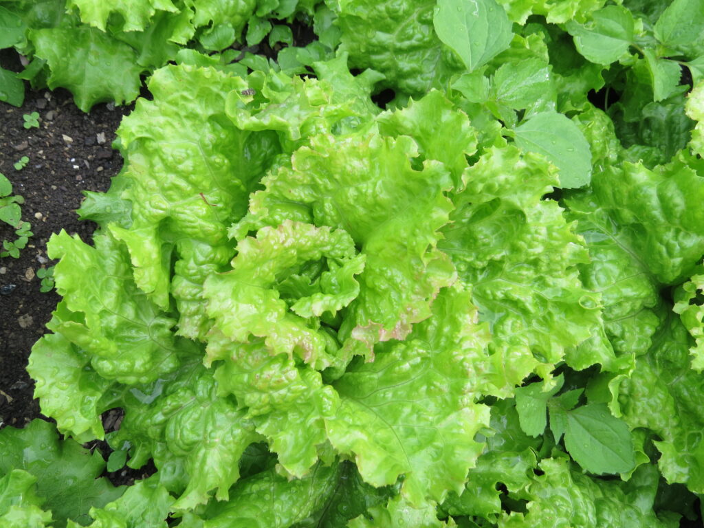 Plantas de lechuga fresca en un cultivo