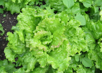 Plantas de lechuga fresca en un cultivo