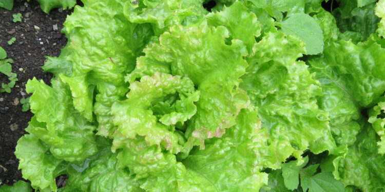 Plantas de lechuga fresca en un cultivo