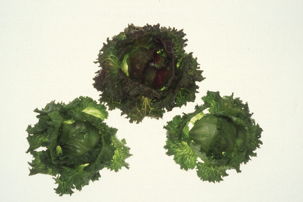 Cabezas de lechuga iceberg cultivadas en campo