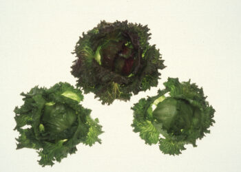 Cabezas de lechuga iceberg cultivadas en campo