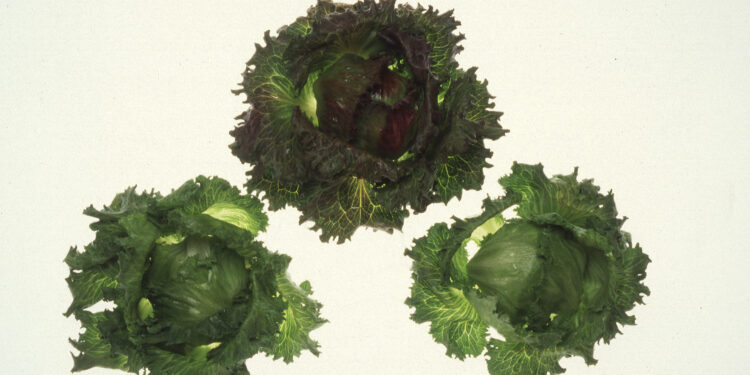Cabezas de lechuga iceberg cultivadas en campo