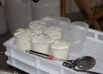 Porciones de queso fresco similar al requesón