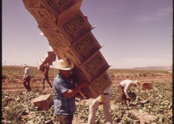 Trabajador agrícola carga cajas en un campo de cultivo, sector que depende de la mano de obra inmigrante