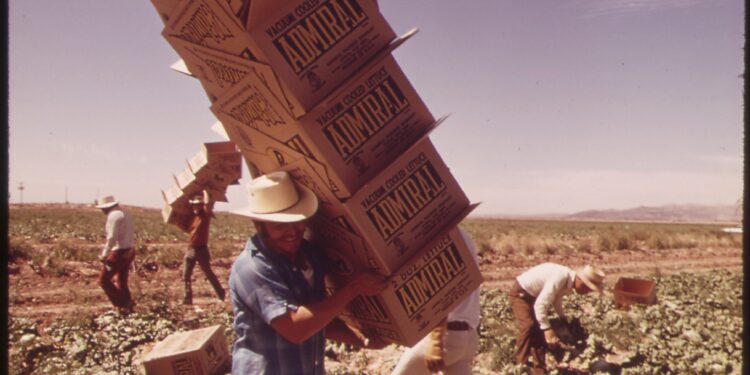 Trabajador agrícola carga cajas en un campo de cultivo, sector que depende de la mano de obra inmigrante