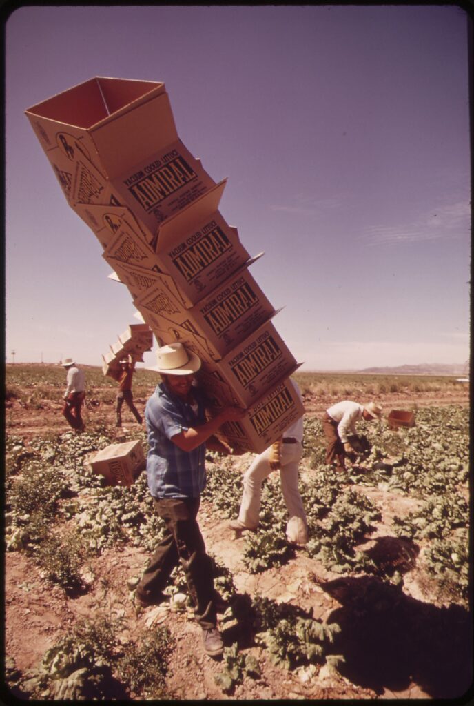 Trabajador agrícola cargando cajas en un campo de cultivo bajo el sol