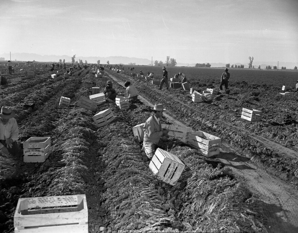 Trabajadores agrícolas cosechando en un campo de cultivo