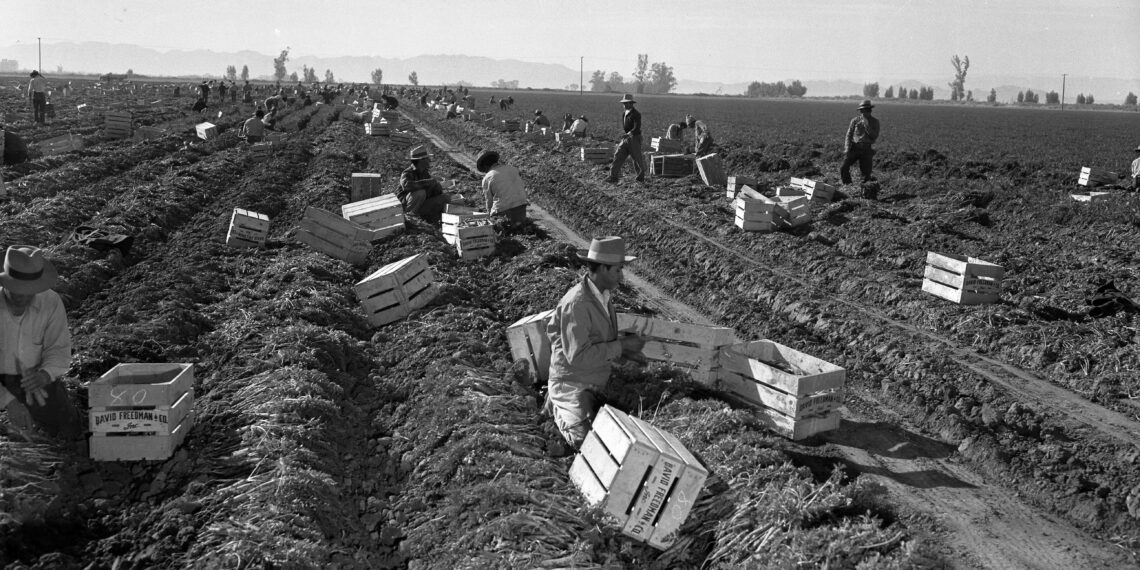 Trabajadores agrícolas cosechando en un campo de cultivo