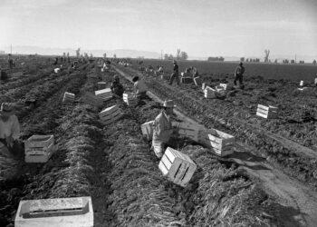 Trabajadores agrícolas cosechando en un campo de cultivo
