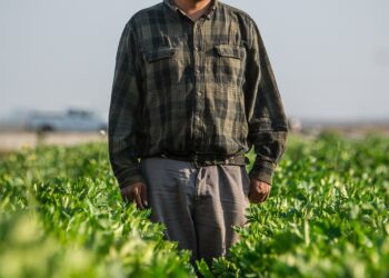 Trabajadores agrícolas latinos laborando en el campo en Estados Unidos