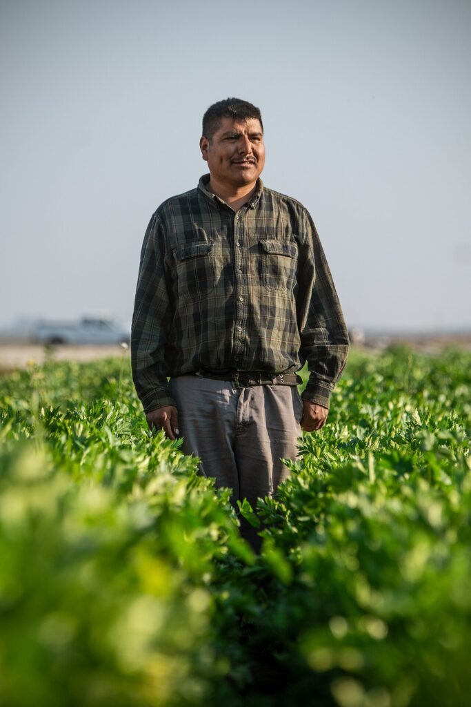 Trabajadores agrícolas latinos laborando en el campo en Estados Unidos