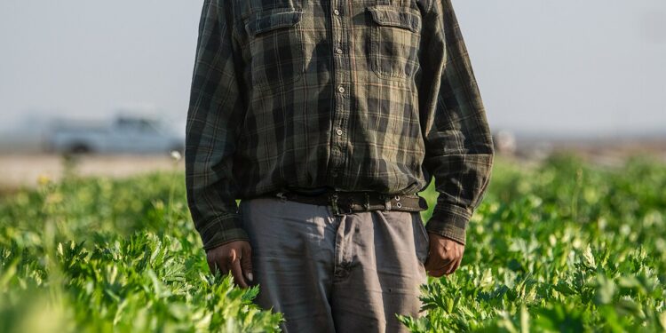 Trabajadores agrícolas latinos laborando en el campo en Estados Unidos