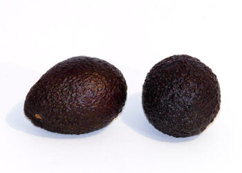 Un aguacate Hass entero y otro cortado por la mitad