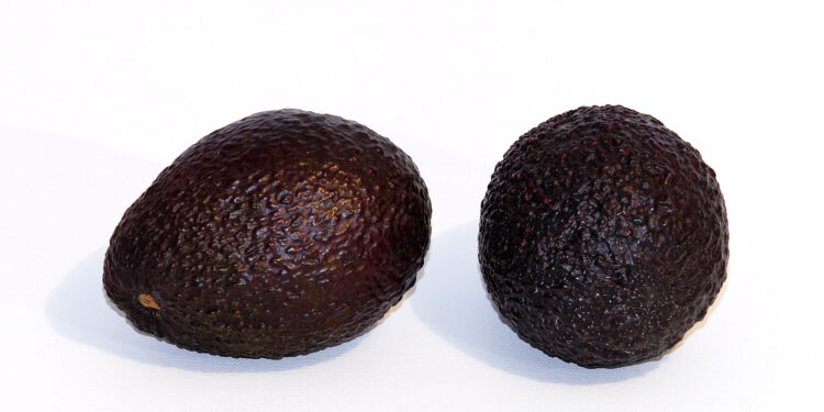 Un aguacate Hass entero y otro cortado por la mitad
