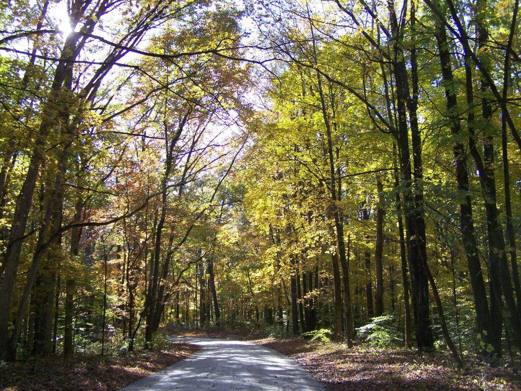 Camino rodeado de árboles con colores de otoño en un bosque nacional de Estados Unidos