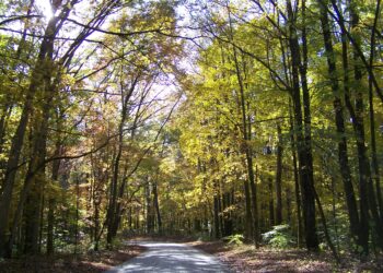 Camino rodeado de árboles con colores de otoño en un bosque nacional de Estados Unidos