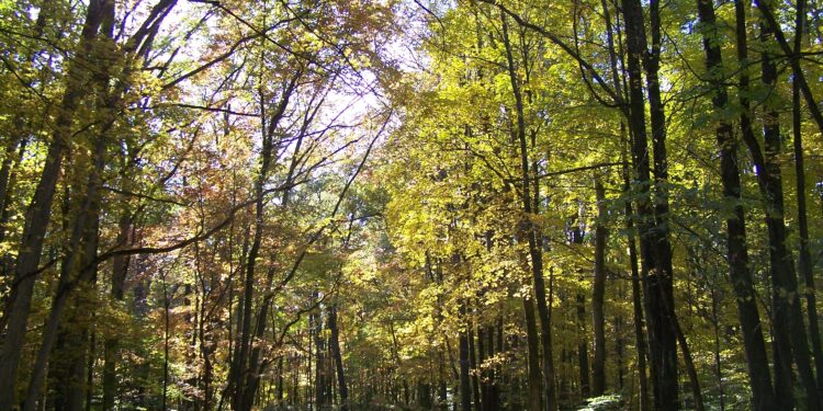 Camino rodeado de árboles con colores de otoño en un bosque nacional de Estados Unidos