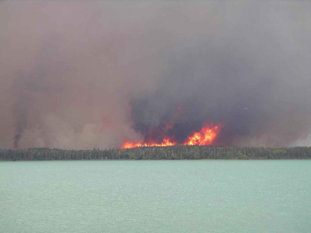 Grandes llamas de un incendio forestal entre los árboles