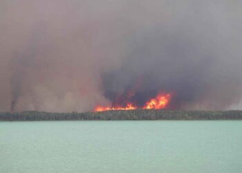 Grandes llamas de un incendio forestal entre los árboles