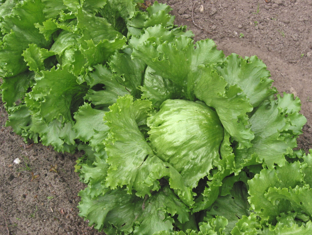 Cabeza de lechuga iceberg, producto vinculado a un brote de Cyclospora
