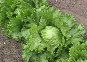 Cabeza de lechuga iceberg, producto vinculado a un brote de Cyclospora