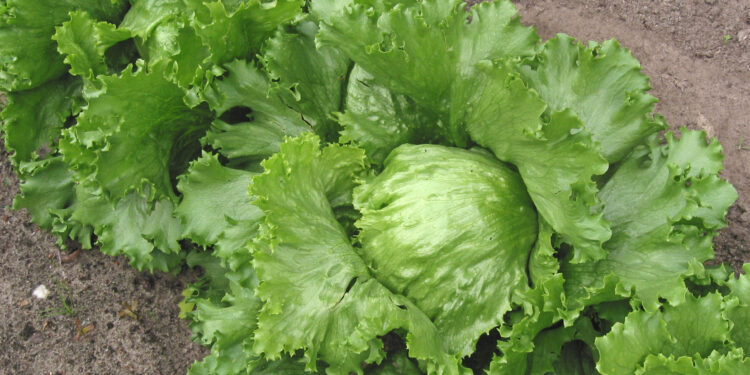 Cabeza de lechuga iceberg, producto vinculado a un brote de Cyclospora