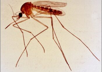 Mosquito hembra del género Culex, transmisor del virus del Nilo Occidental