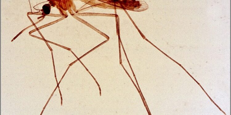 Mosquito hembra del género Culex, transmisor del virus del Nilo Occidental