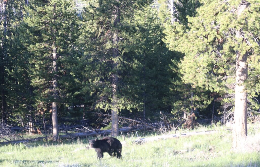 Un oso negro americano en un entorno natural boscoso
