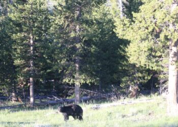 Un oso negro americano en un entorno natural boscoso