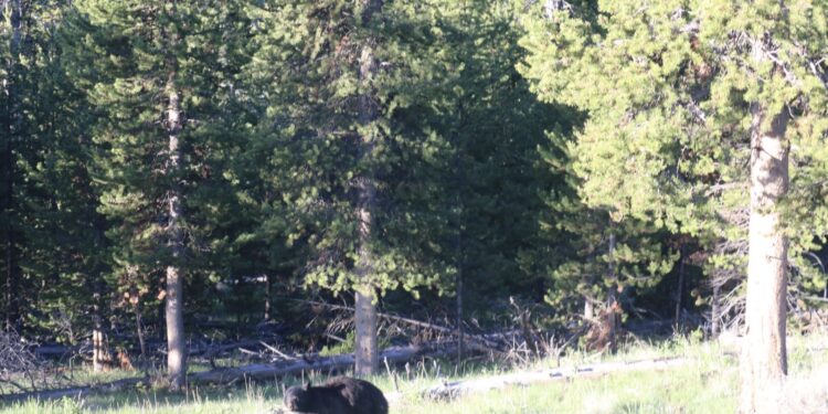 Un oso negro americano en un entorno natural boscoso