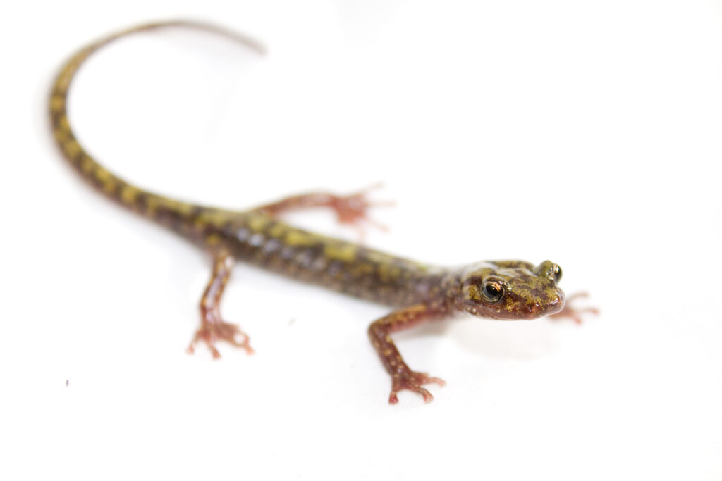 Salamandra verde nativa de las montañas del oeste de Carolina del Norte sobre una roca