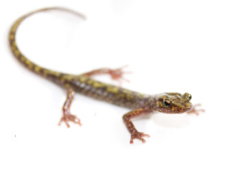 Salamandra verde nativa de las montañas del oeste de Carolina del Norte sobre una roca