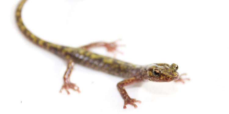 Salamandra verde nativa de las montañas del oeste de Carolina del Norte sobre una roca