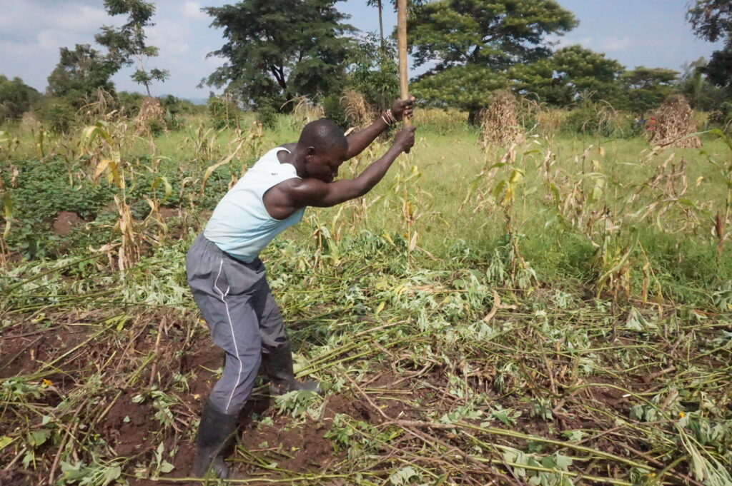Trabajador agrícola laborando en un campo de cultivo
