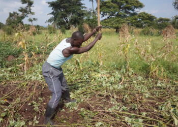 Trabajador agrícola laborando en un campo de cultivo
