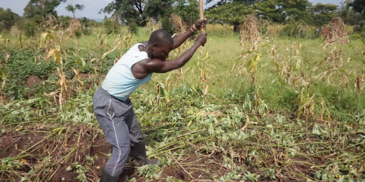 Trabajador agrícola laborando en un campo de cultivo