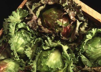 Cabezas de lechuga iceberg en un cultivo